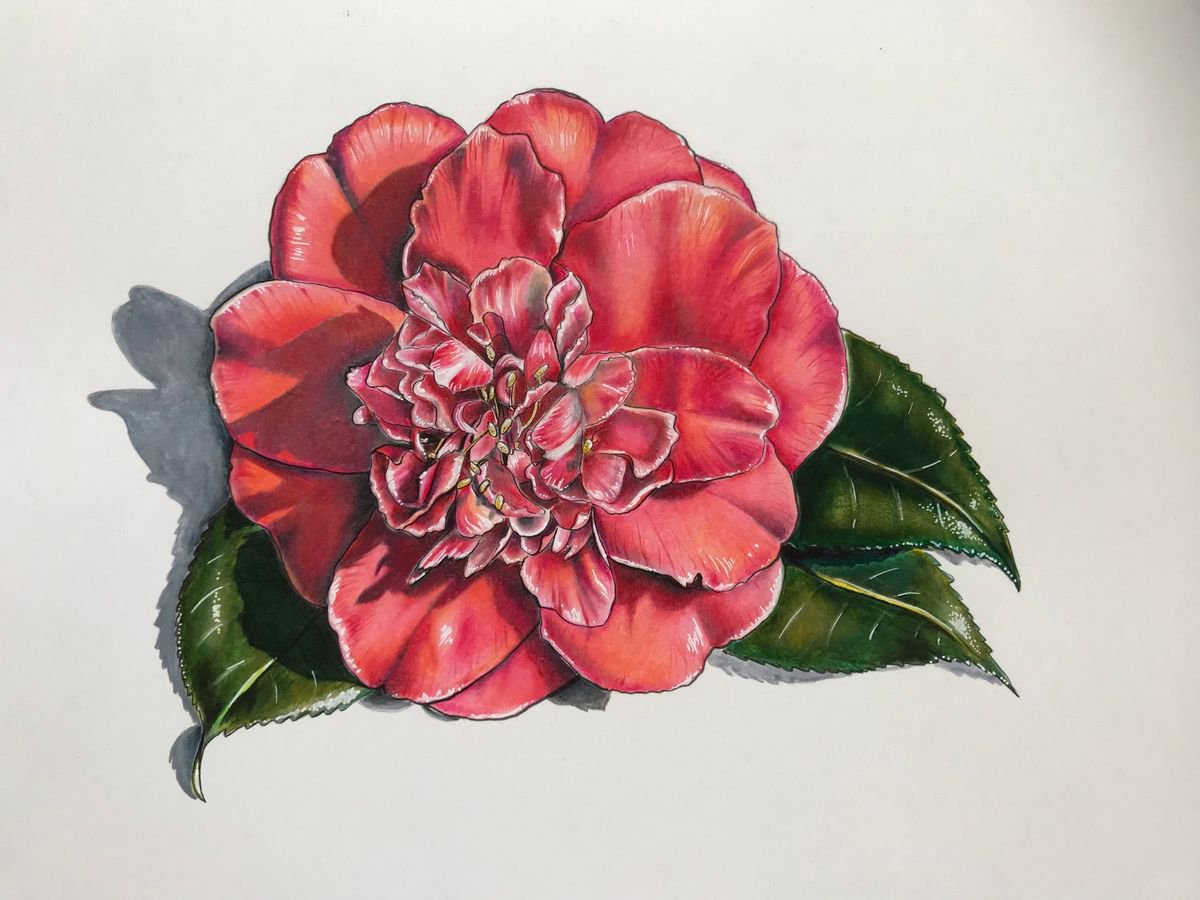 Illustrative Painting , Camellia By Karen Elaine Evans, 12 X 10, Artwork For Sale On Artfinder