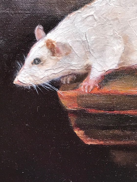 White Rat Animals collection
