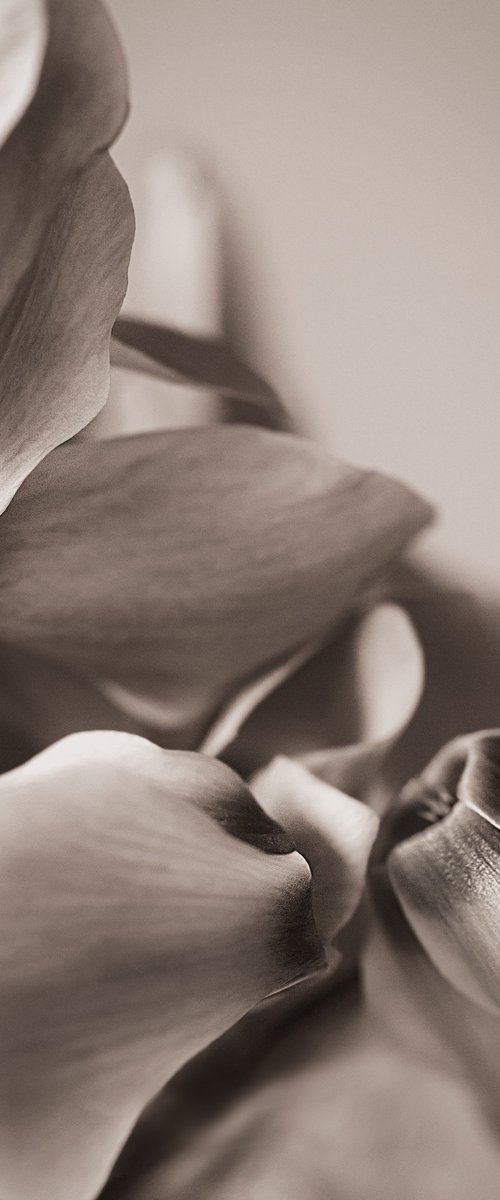 Cyclamen II by Cornelia Weber