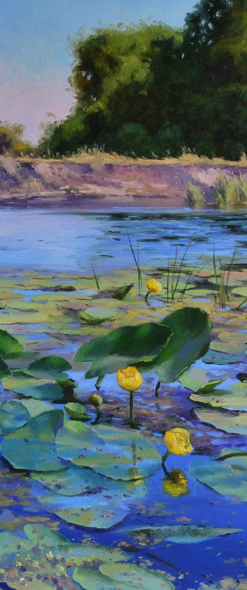 Water lilies on a sunny day by Ruslan Kiprych