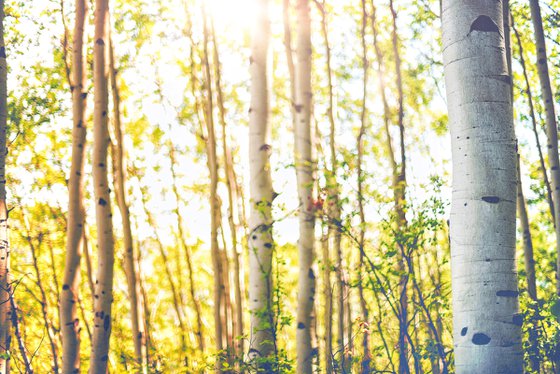 Aspens in Summer