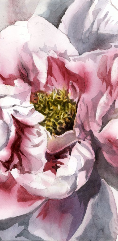 pink and white peony by Alfred  Ng