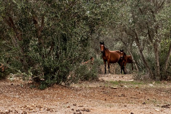 Horses