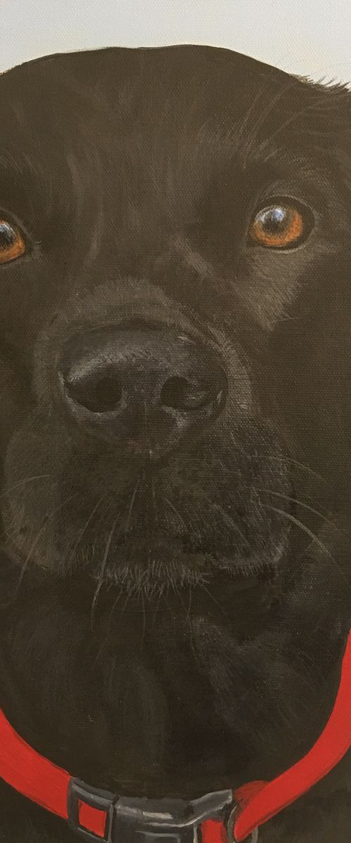 ALFIE THE BLACK LABRADOR by ELAINE ASKEW