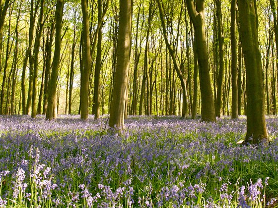 Bluebells of Micheldever Wood