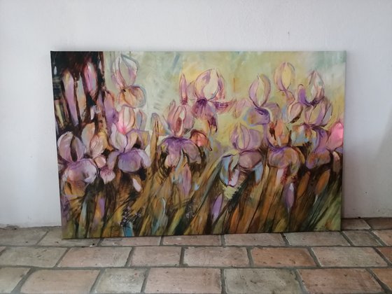 My irises