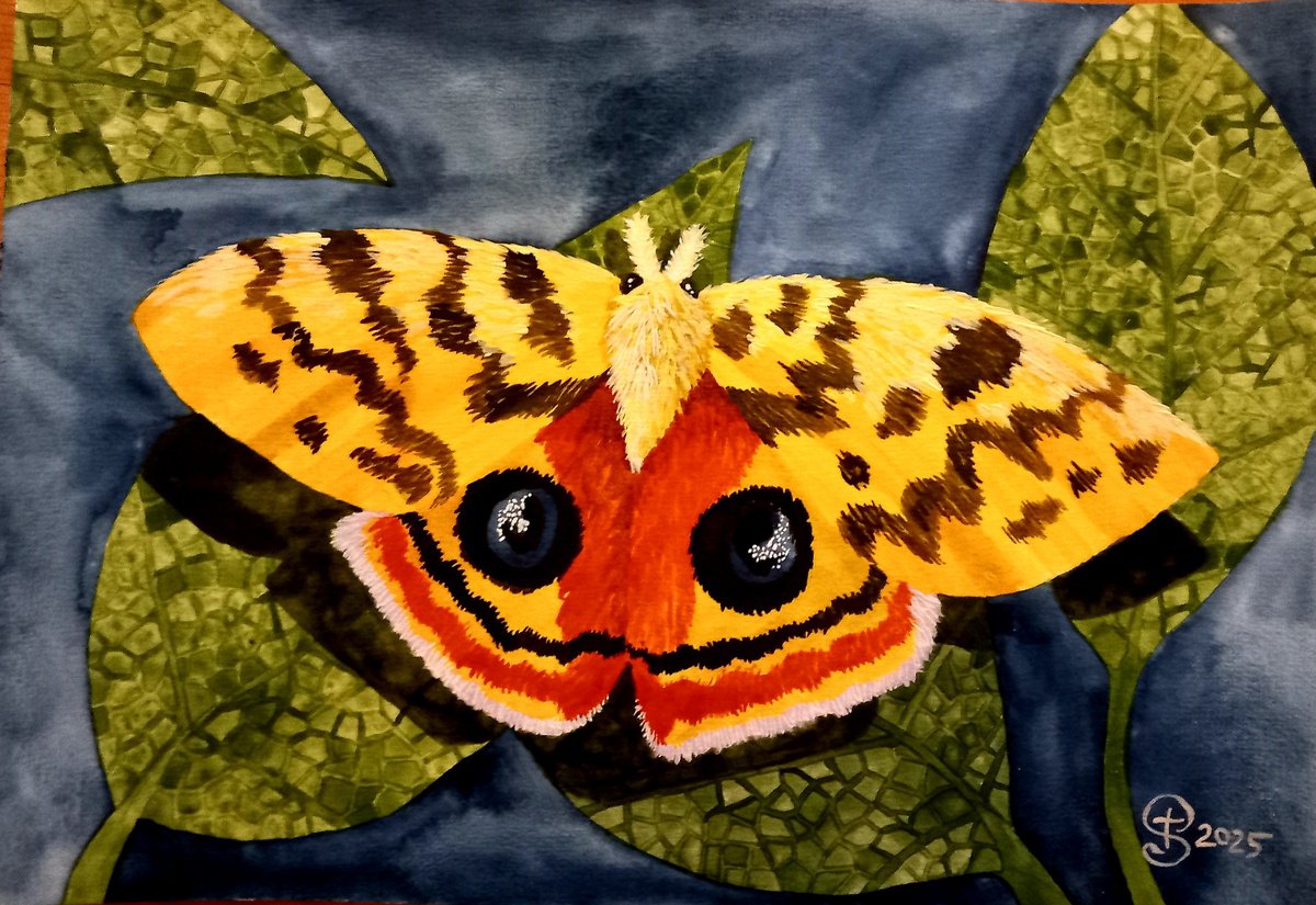 Illustrative Animal Painting By Terri Smith, 16 X 12", Io Moth, Original Artwork