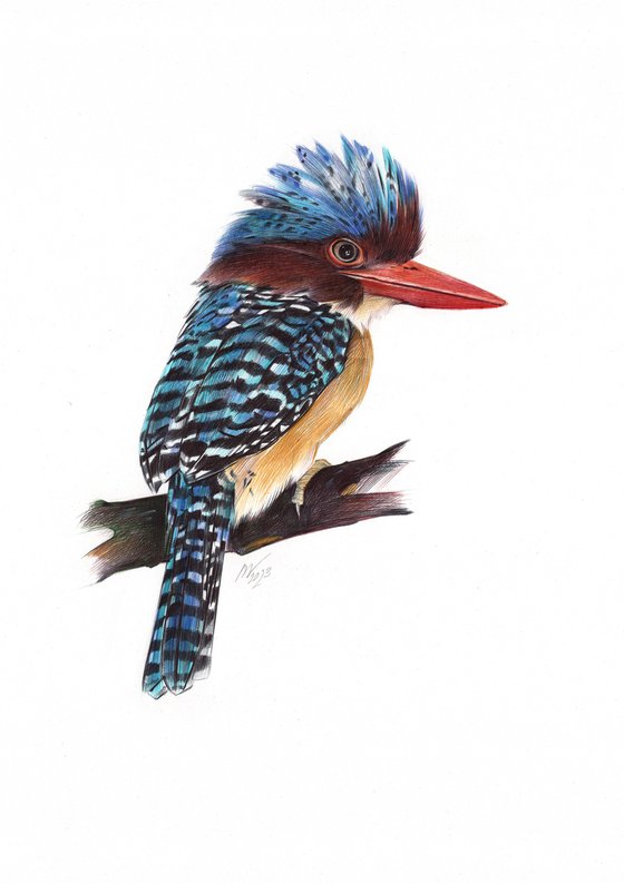 Banded Kingfisher