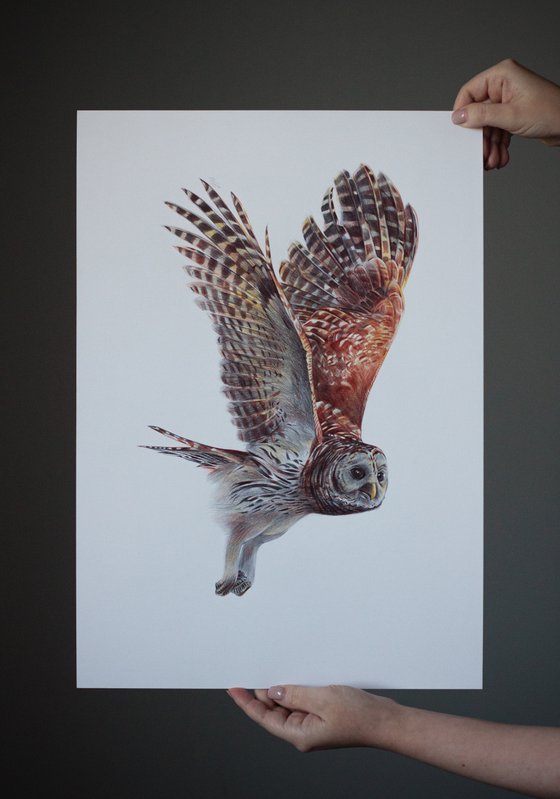 Tawny Owl - Bird Portrait