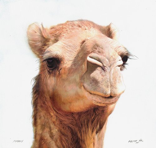 Camel by REME Jr.