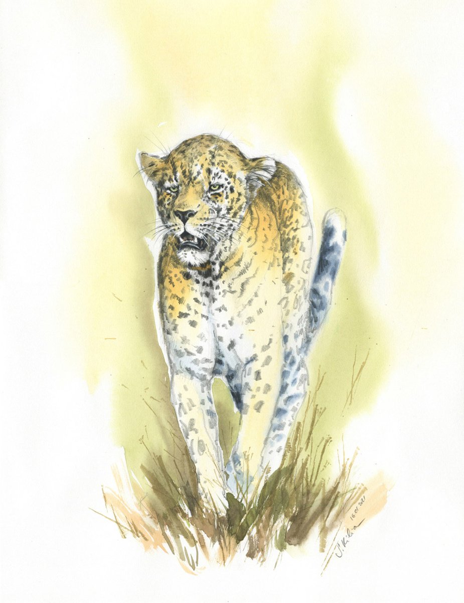 Wildlife artwork - Jaguar walking by Svetlana Kilian