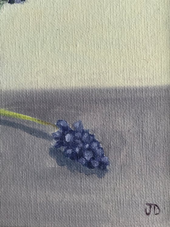 Grape Hyacinth in Oil