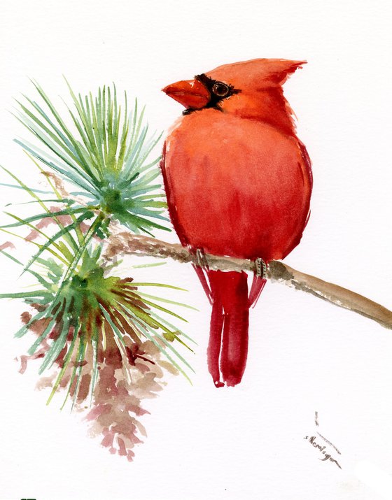 Red Cardinal Bird