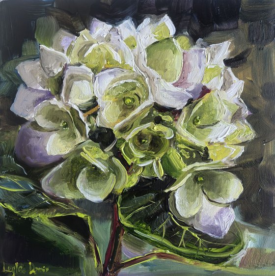 White hydrangea