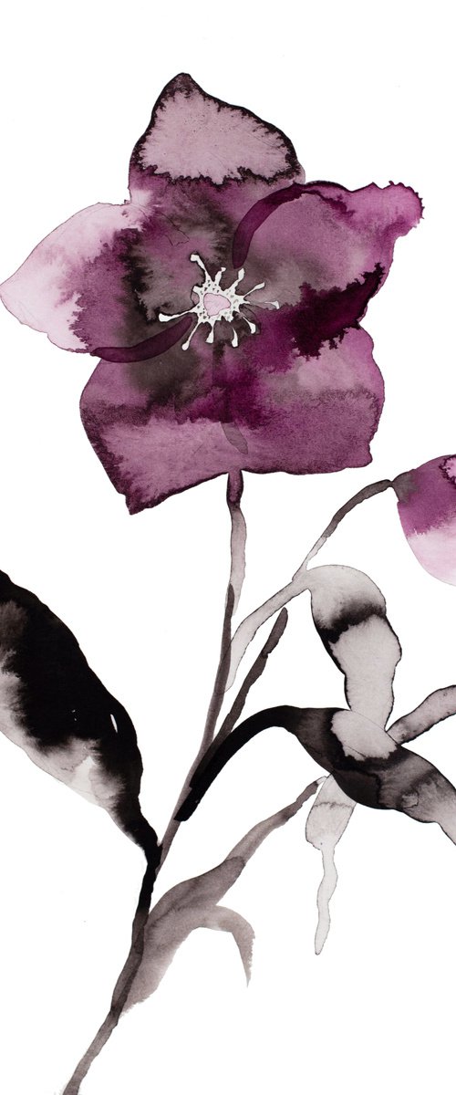 Hellebore No. 23 by Elizabeth Becker