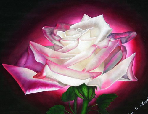 Rose Transparency by Renee  DiNapoli