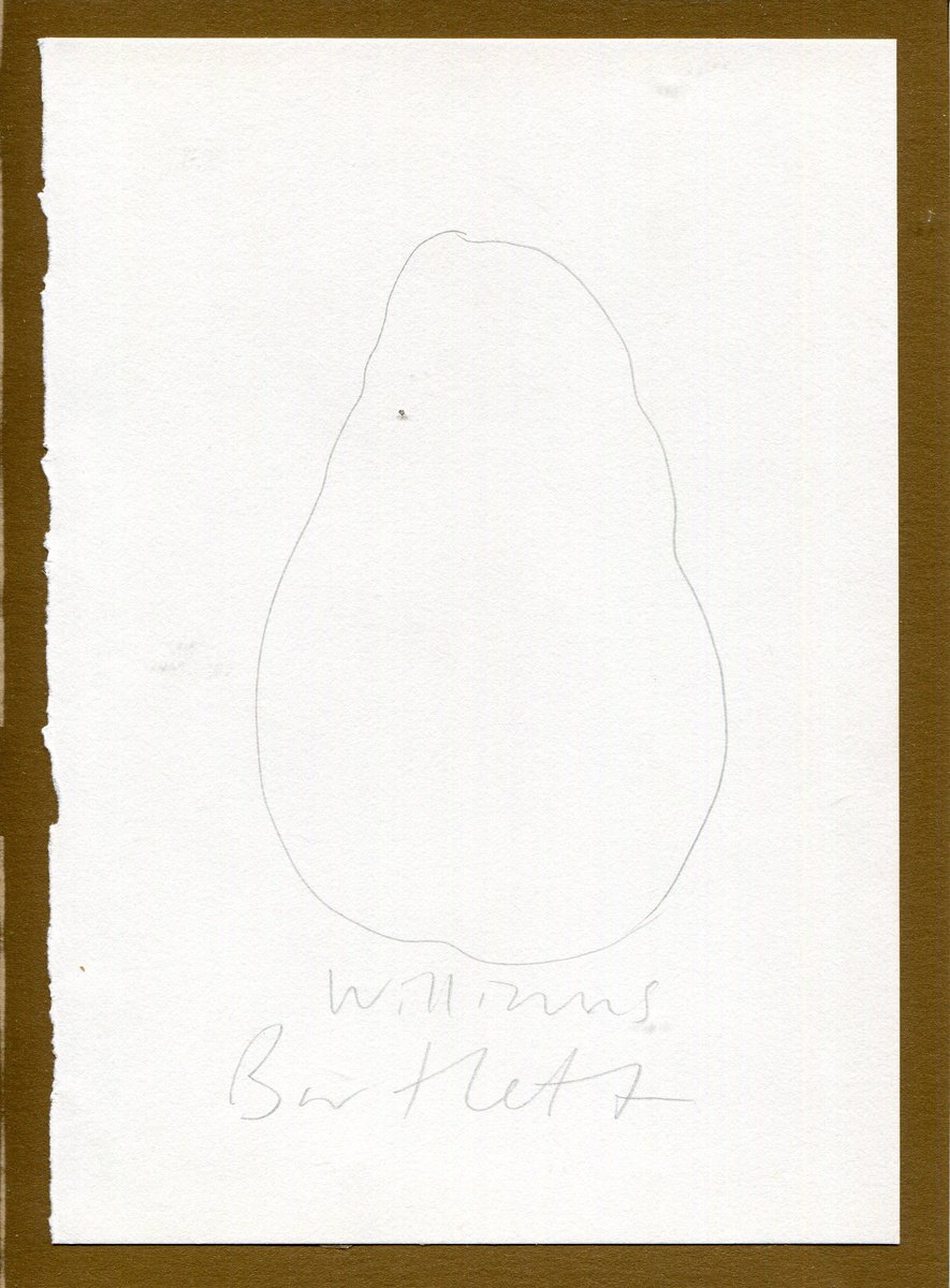 Williams Bartlett British pear sketch by Hannah Clark