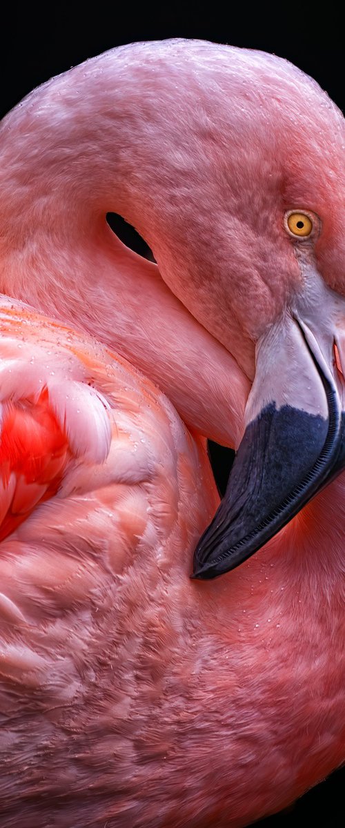 Flamingo Square by Paul Nash