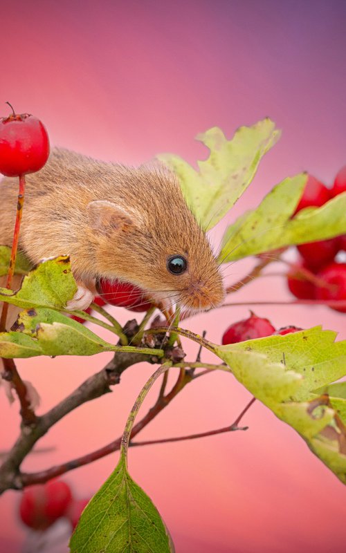 Harvest Mouse Sunset by Paul Nash