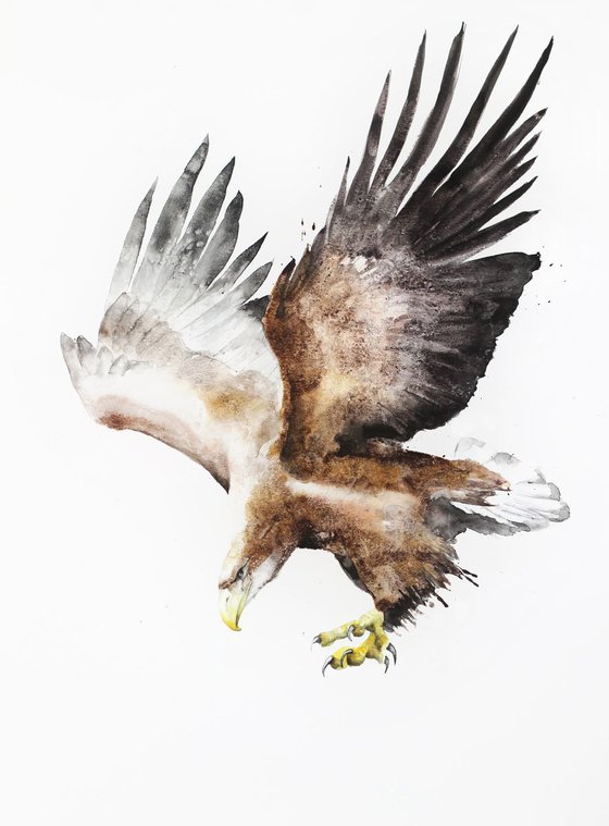 White-tailed Eagle (Haliaeetus albicilla), wildlife, bird, watercolour painting