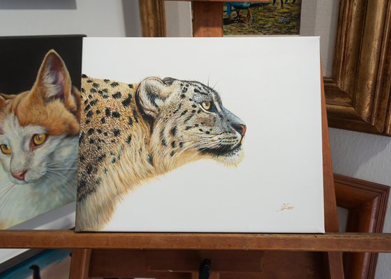 Snow leopard portrait 2