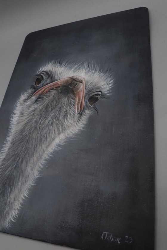 Ostrich Portrait