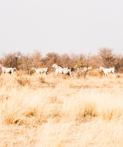 KALAHARI ARABS by Andrew Lever