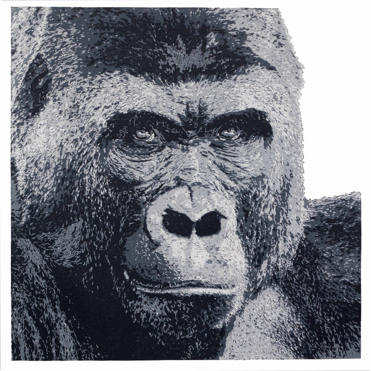 Gorilla by Wayne Longhurst