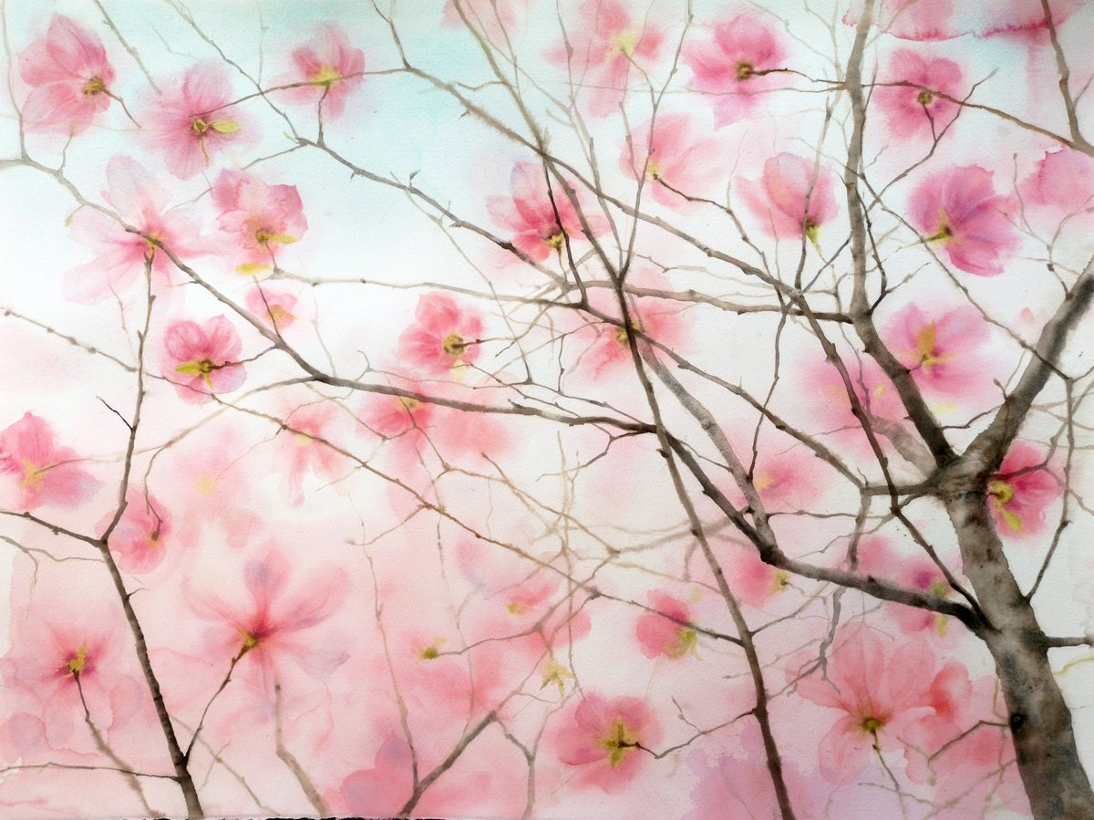 Magnolia Blossoms - Beauty Of Spring - Pink Magnolias - Blooming Flower Magnolia - Spring... by Olga Beliaeva Watercolour