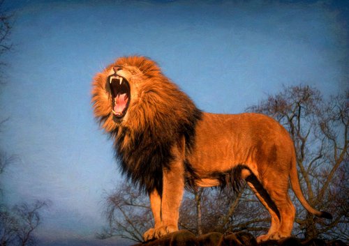 Roaring Lion by Martin  Fry