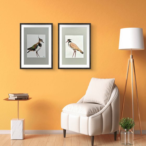Twin birds Northern Lapwing