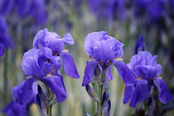 Iris in the rain