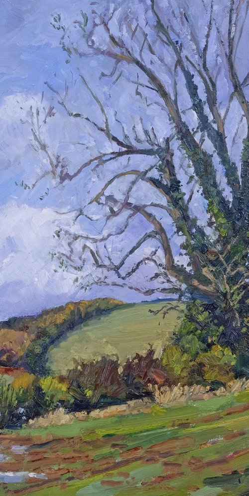 Ash Tree, Cawton by Jeff Parker