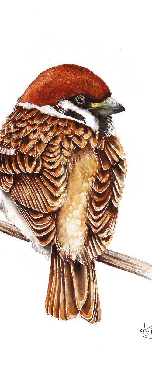 Sparrow 21x30cm, wildlife watercolours by Karolina Kijak