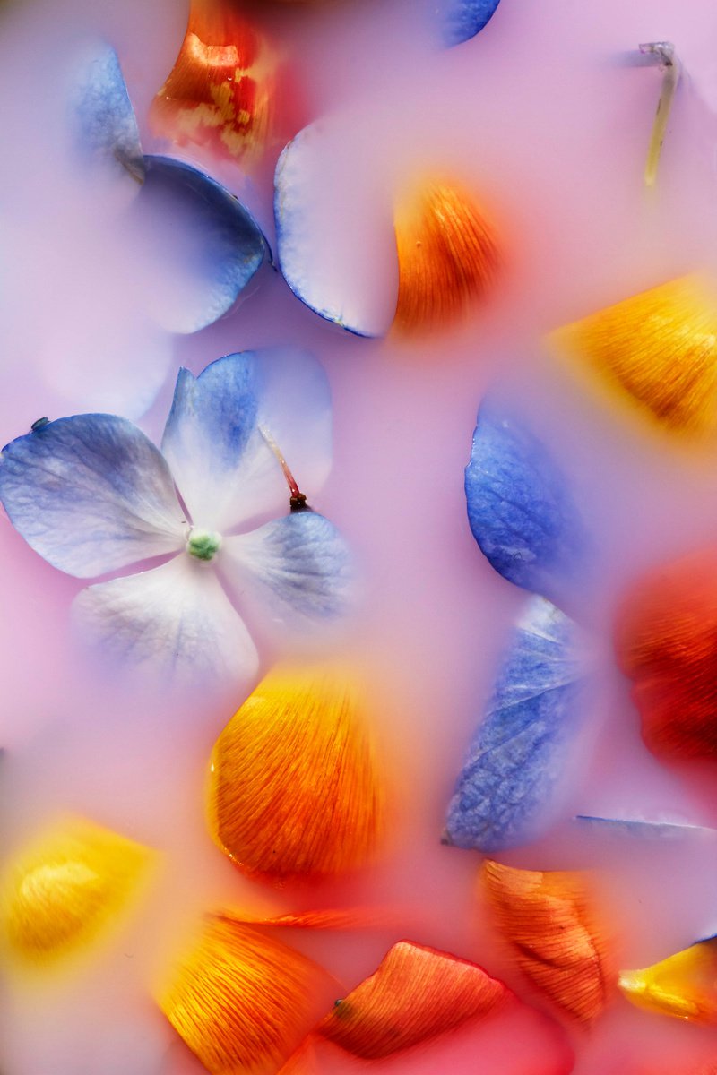 Impressionistic Botanical Photograph By Sandra Platas Hernandez, 12 X 17", El Lenguaje De Las Flores I, Original Artwork