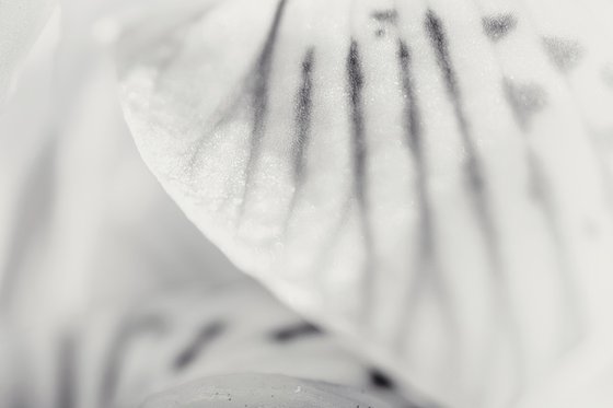 Where the Spring Born