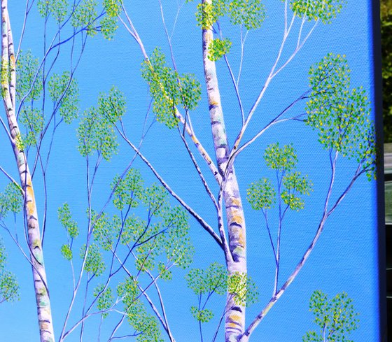 Silver Birch Trees in Spring