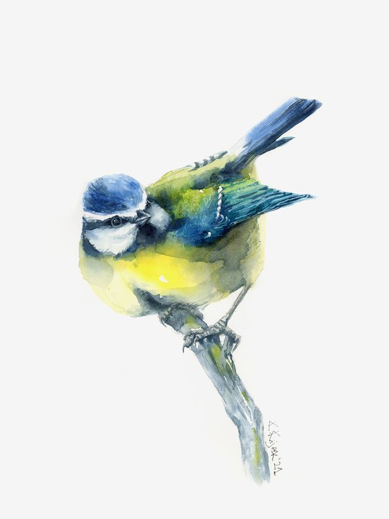 Blue Tit in watercolor