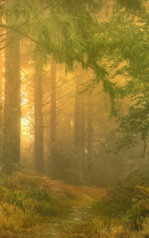 Ladock Golden Light by Paul Nash