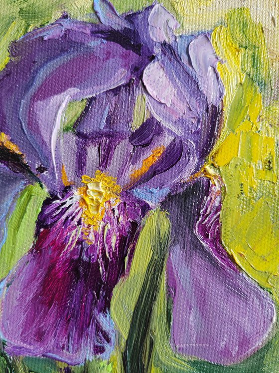 Purple iris flower