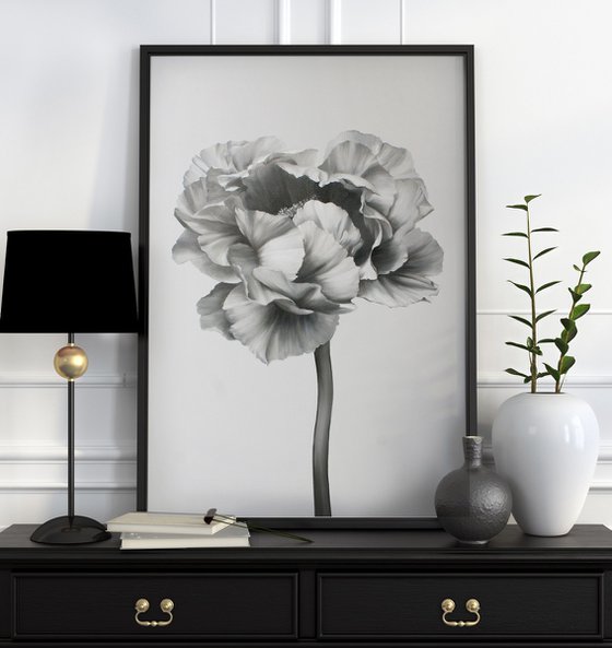 "Black and white peony 2" Black white flowers