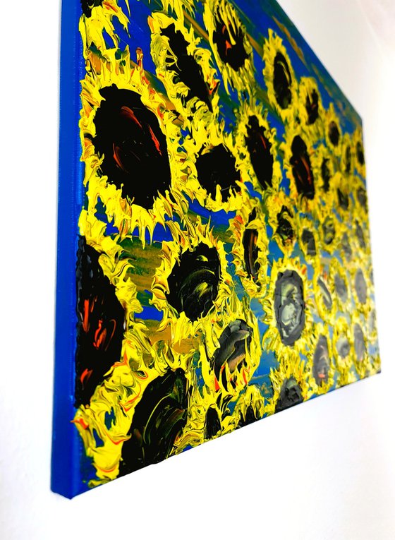 Blooming sunflowers 6