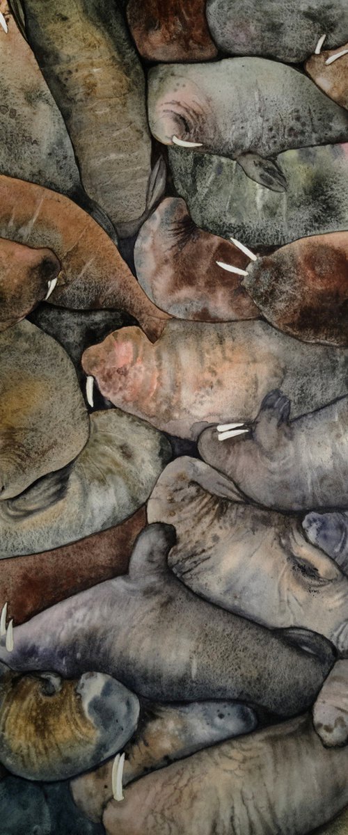 Walrus Colony Resting by Olga Beliaeva Watercolour
