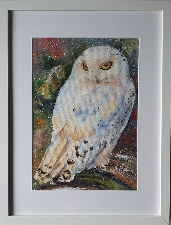 White owl (First snow in the old forest)
