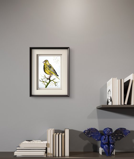 European Greenfinch. Verdone