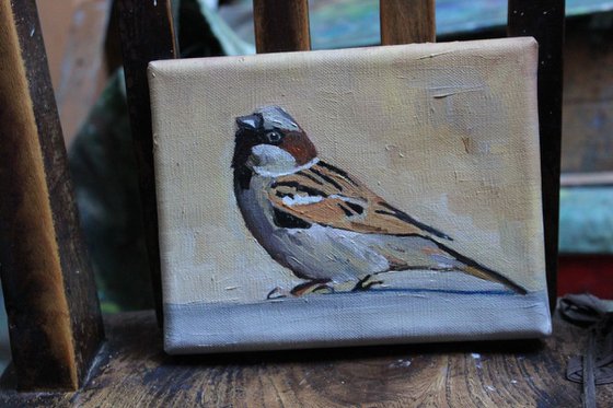 House  Sparrow #2