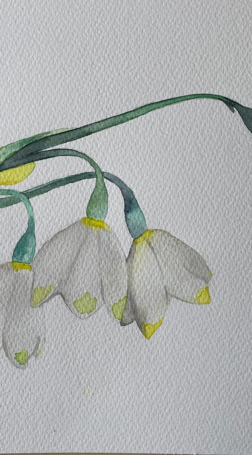 Snowdrops watercolour painting by Bethany Taylor