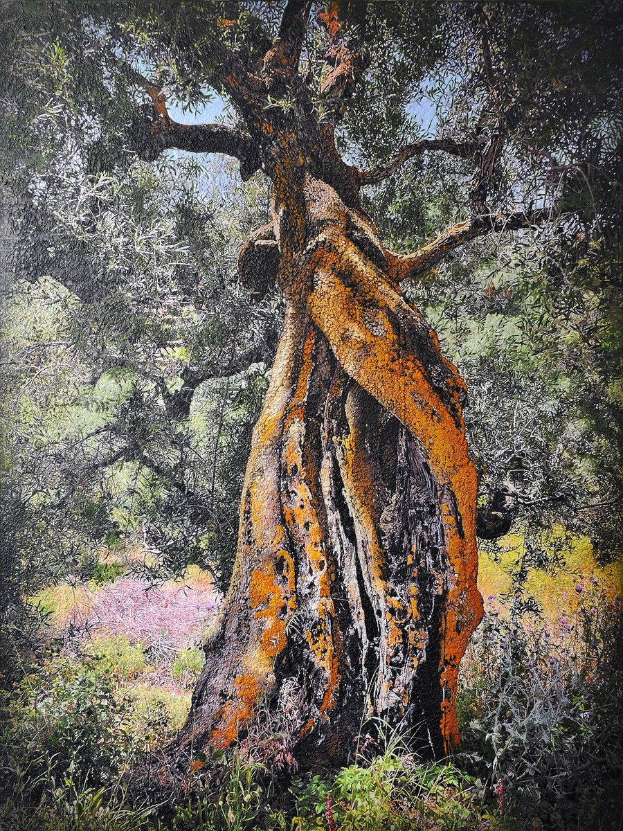 Olive tree, Kerion, Zakintos by Karin Vermeer