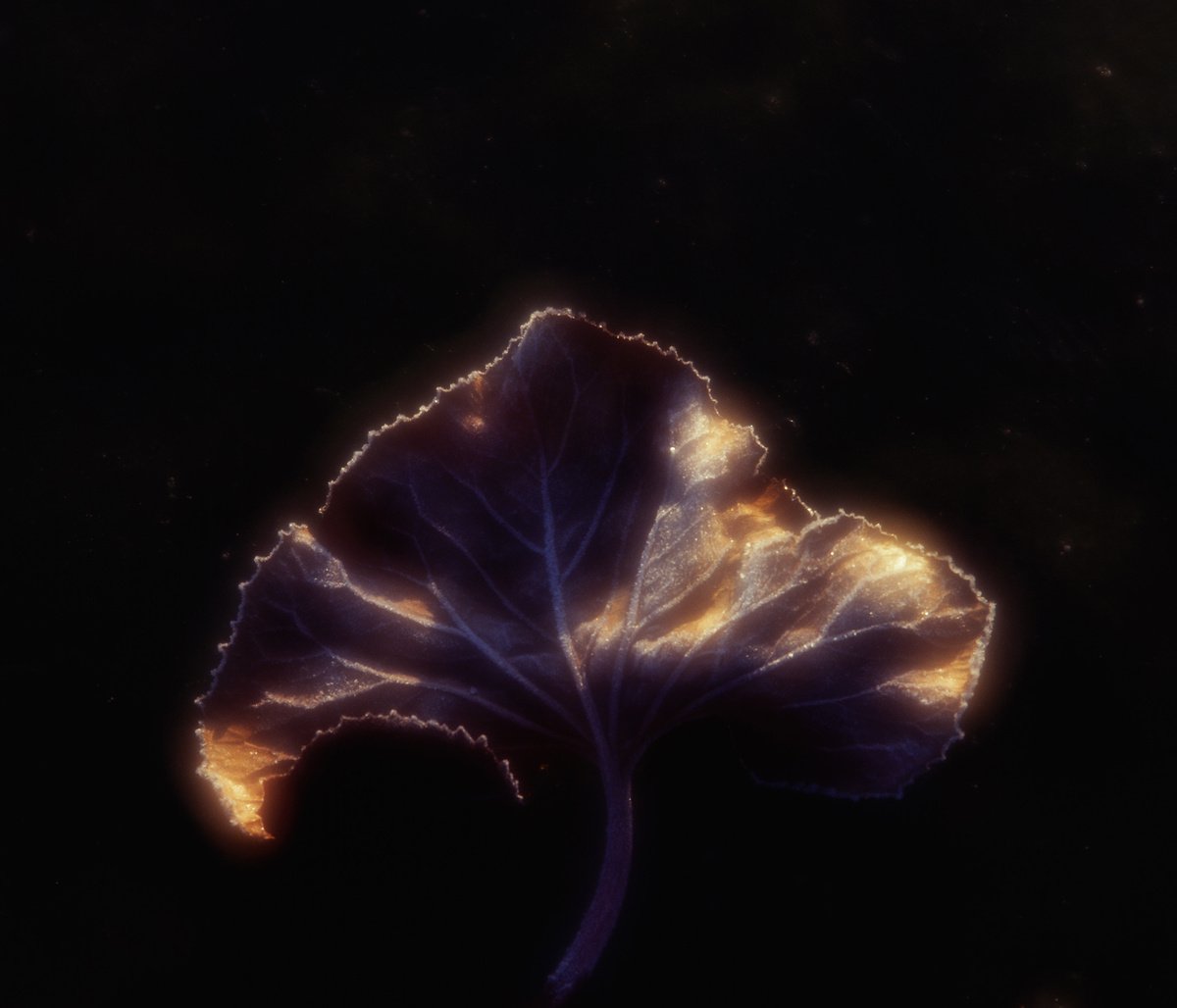Luminous leaf by Dmitriy Gnatko