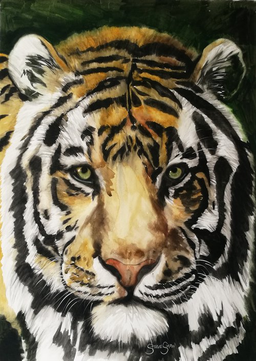Watchful ( watercolour tiger) Free Shipping by Steven Shaw
